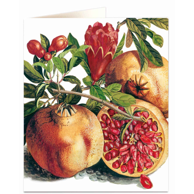 Kort- Pomegranate